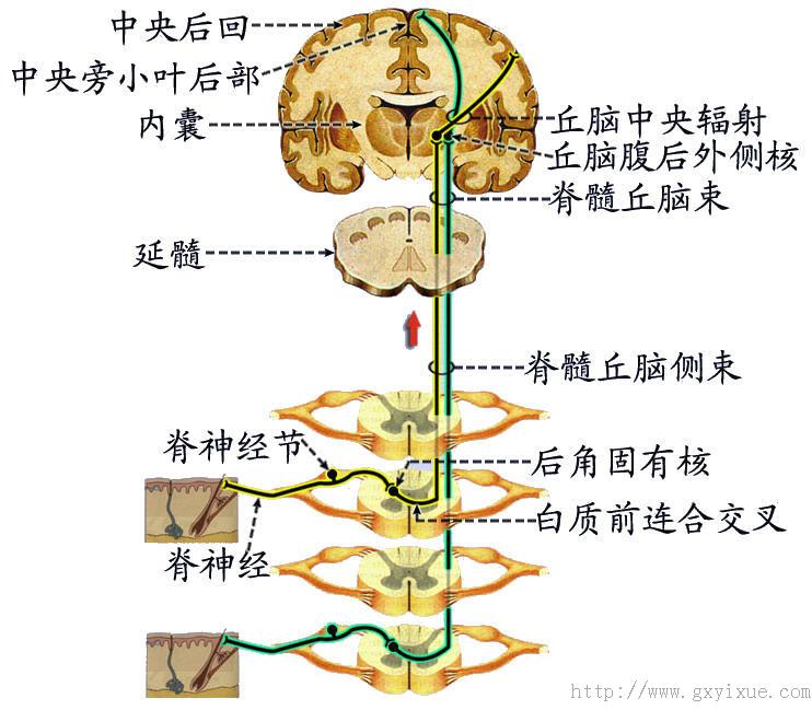 第1级神经元胞体在三叉神经节,其周围突经三叉神经分布于头面部皮肤