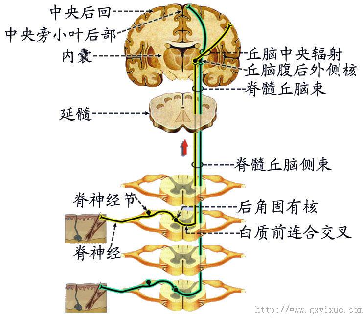 鼻腔粘膜的有关感受器;中枢突经三叉神经根入脑桥,传导痛,温度觉的