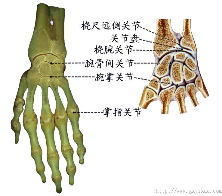 除桡腕关节外,手的关节还有腕骨间关节,腕掌关节,掌指关节和手指间