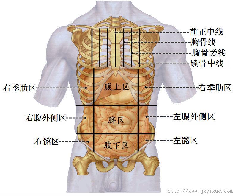 内脏概述 解剖生理学网络课程