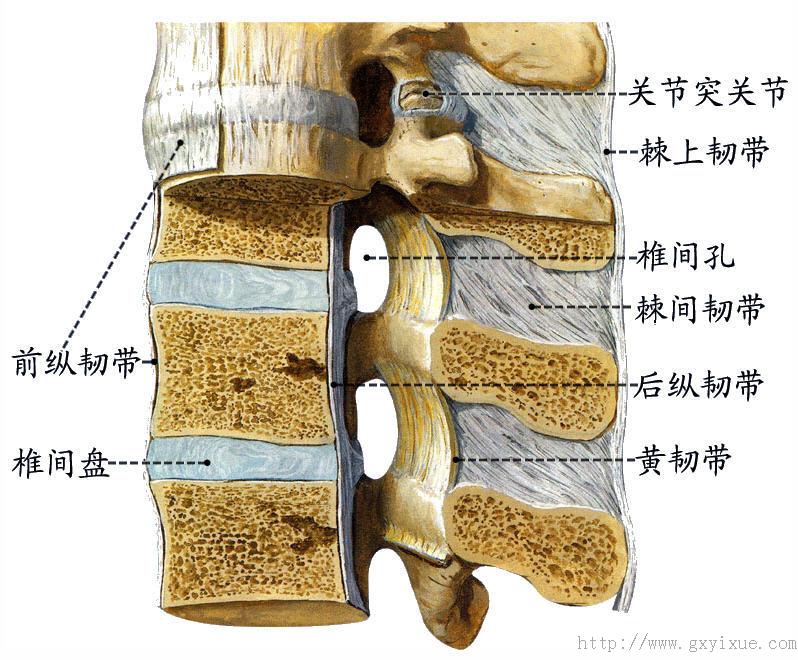 棘上韧带:连结棘突的尖端.   横突间韧带:连结相邻两横突之间.