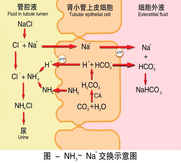 与小管液中h  结合生成nh 4  ,并进一步与强酸盐(如nacl)的负离子结合