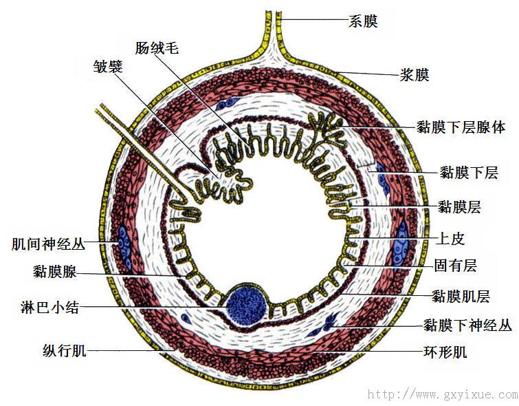 解剖生理学网络多媒体课程