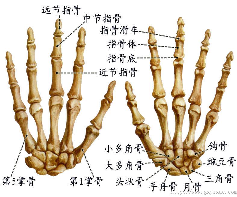 由桡侧向尺侧,近侧列依次为手舟骨,月骨,三角骨和豌豆骨;远侧列依次为