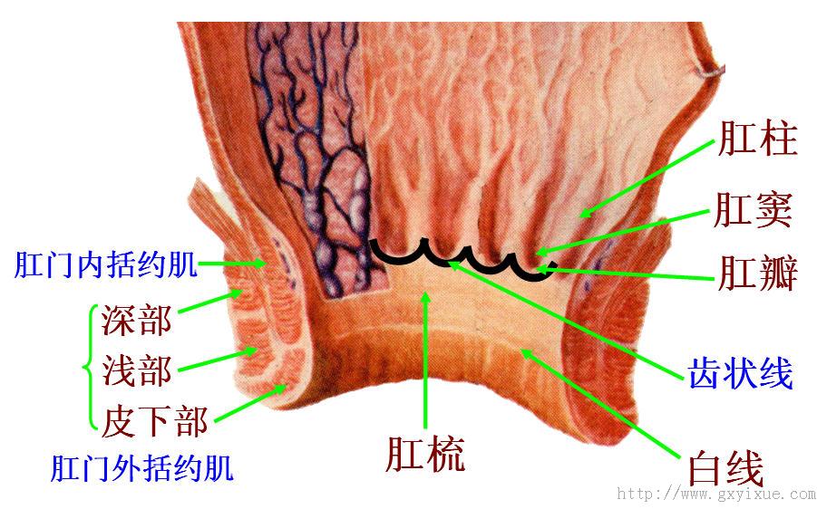 但此处的环形肌层特别增厚,形成肛门内括约肌,此肌可协助排便;环绕在