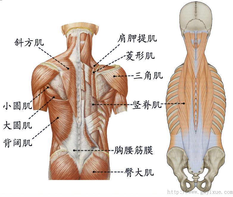躯干肌 - 解剖生理学网络多媒体课程