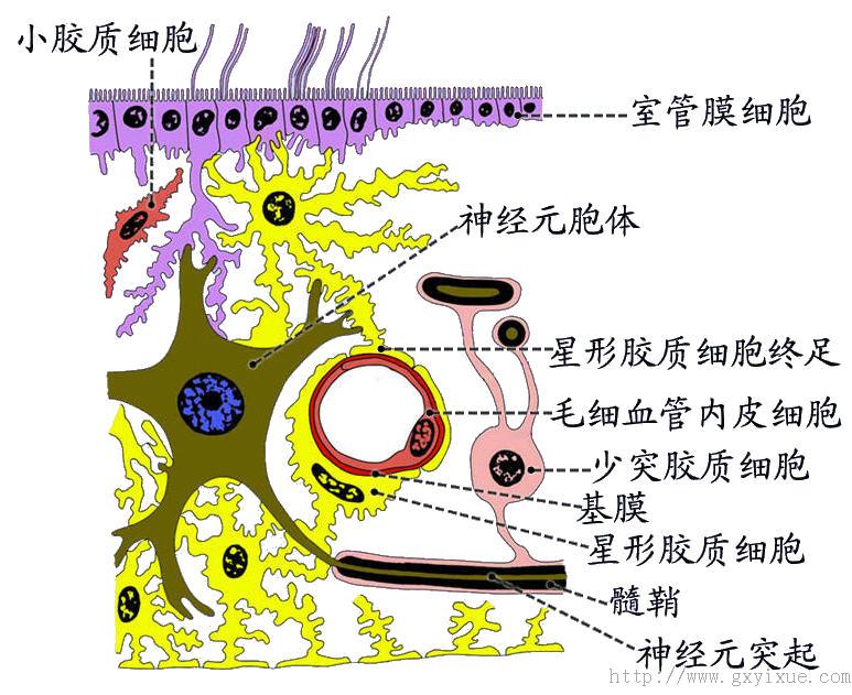 血-脑脊液屏障 位置:脑室脉络丛的血液与脑脊液之间 结构:脉络丛上皮