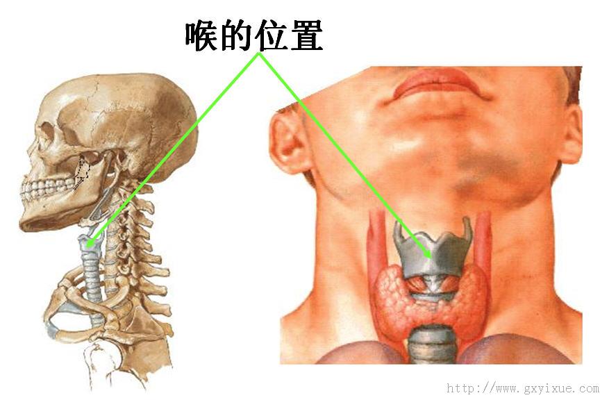 喉的位置.jpg