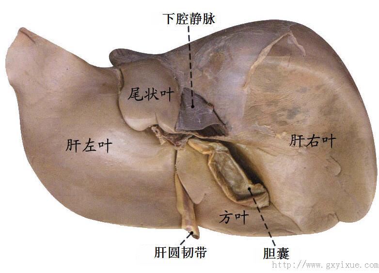 胸骨旁线:在胸骨线与锁骨中线之间的中点所作的垂直线 5.
