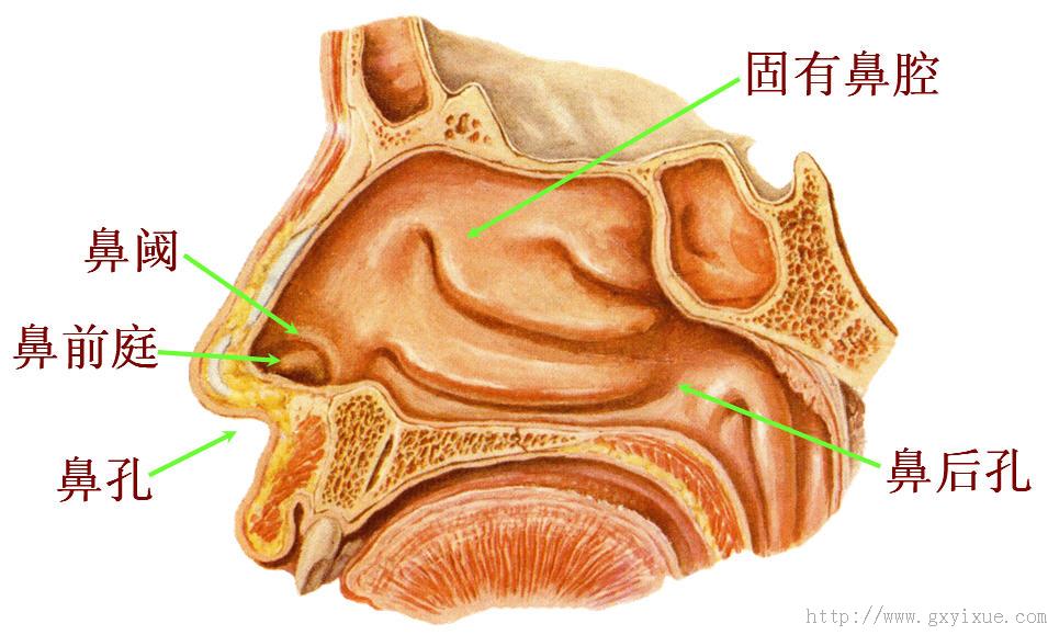 固有鼻腔.jpg