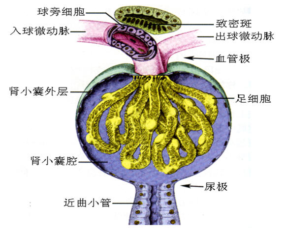 1,球旁细胞:位于入球小动脉中膜内,细胞内有分泌颗粒,可分泌肾素.