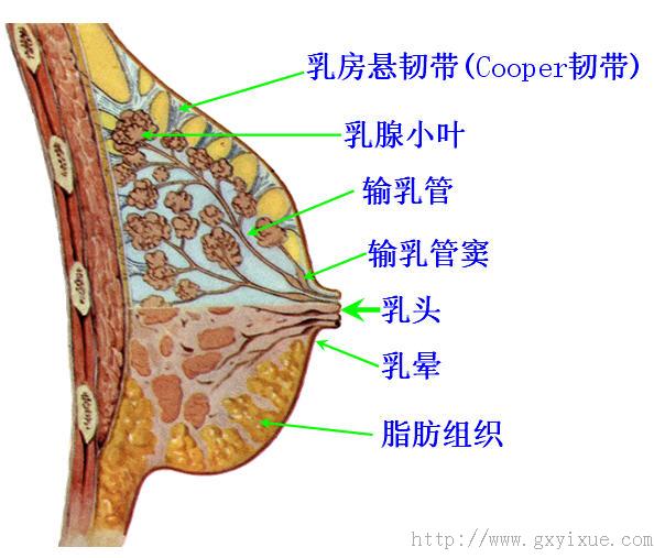 乳房结构1.jpg