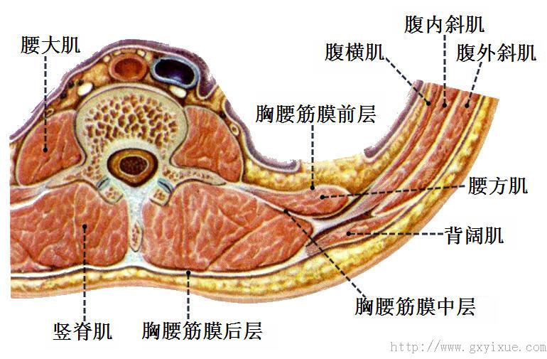 躯干肌 - 解剖生理学网络多媒体课程