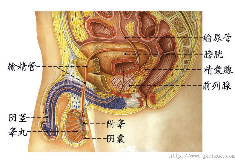 内生殖器(男)