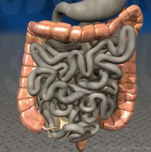 大肠- 解剖生理学网络多媒体课程