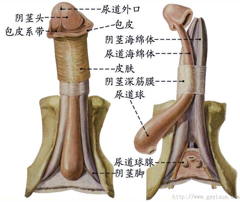 外生殖器(男)