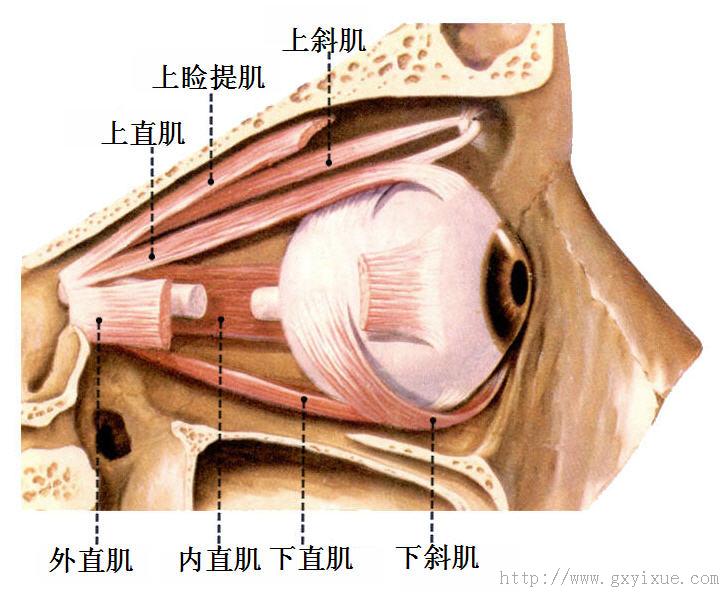 名称 上睑提肌 上直肌 下直肌 内直肌 外直肌 上斜肌 下斜肌 作用 提