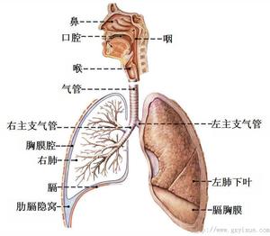 本图册为呼吸系统图片