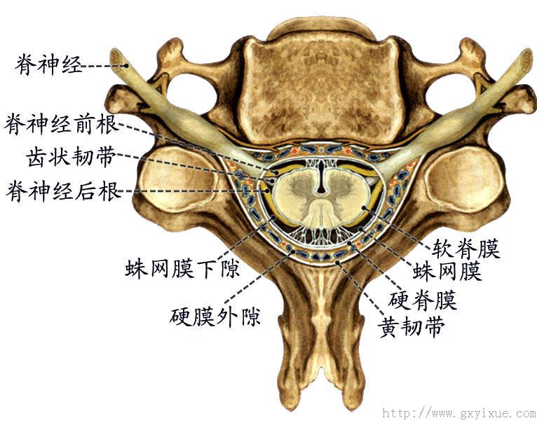 教学内容    脑和脊髓的表面包有三层被膜,由外向内依次为:硬膜,蛛网
