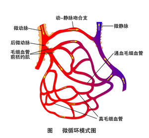 本图册为血液循环图片