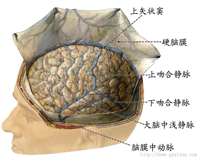 脑和脊髓的被膜