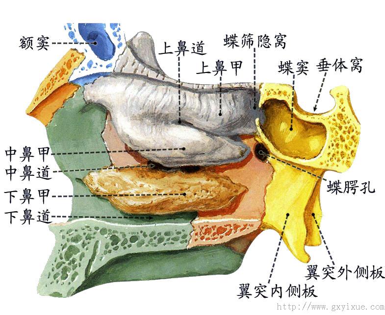 主要形态结构:骨性鼻腔被骨性鼻中隔分为左右两半,骨性鼻中隔由