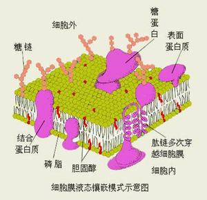 本图册为细胞基本功能图片