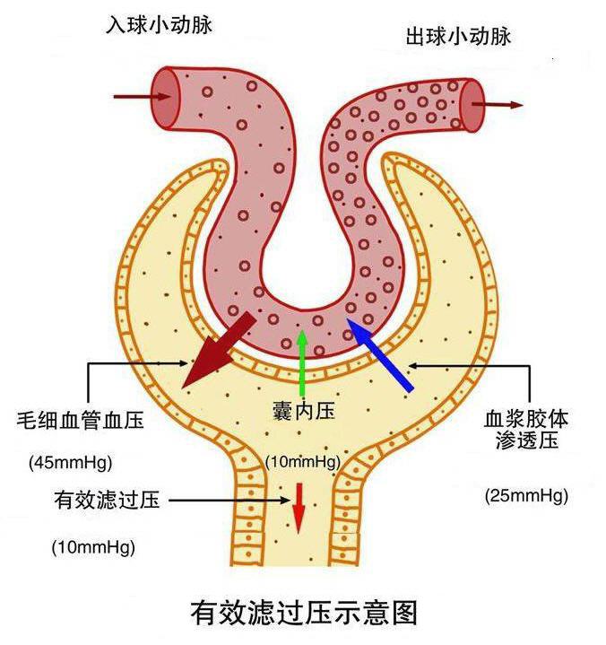 肾小球滤过的动力是有效率过压,和组织液的有效率过压相似,等于滤过