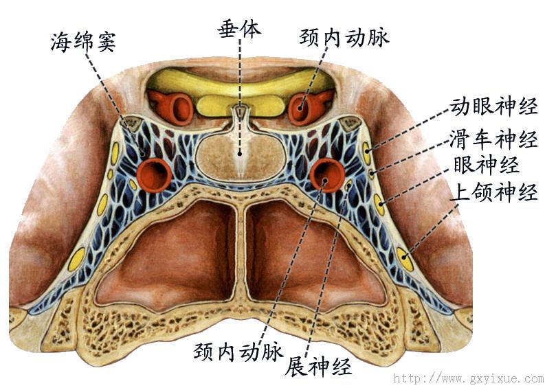 展神经通过;窦外侧壁有动眼神经,滑车神经,眼神经和上颌神经通过;借眼