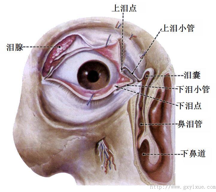 解剖生理学网络多媒体课程