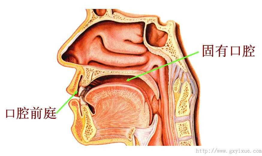 ③上壁:以腭与鼻腔相隔②下壁为:口腔底①口腔前壁及侧壁为:口唇和颊1