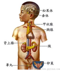 本图册为内分泌系统图片
