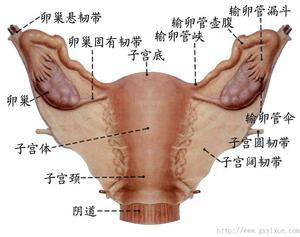 本图册为女性生殖系统图片