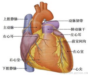 本图册为心血管系统图片