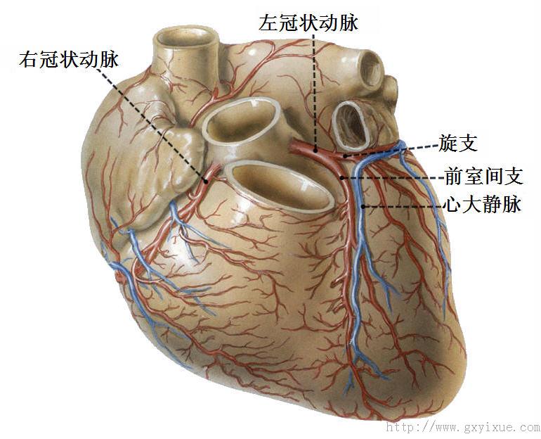 解剖生理学网络课程