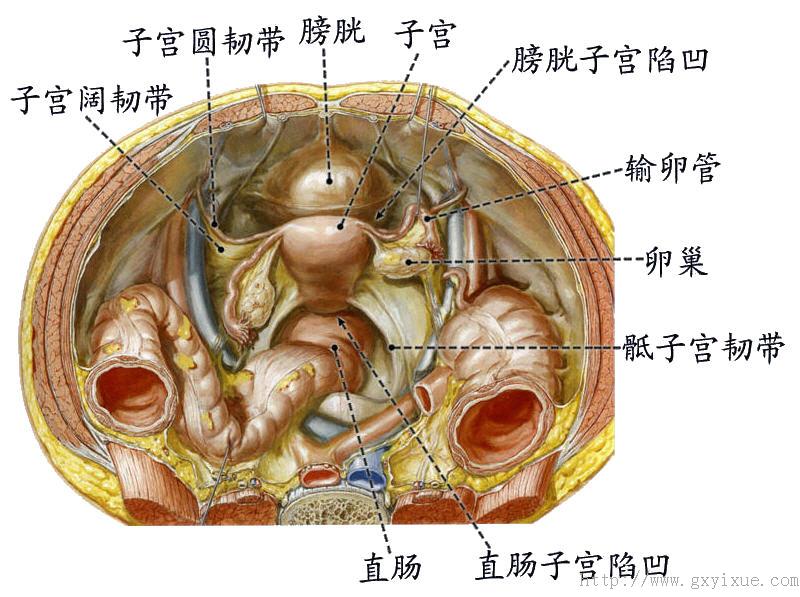 子宫主韧带:起自子宫颈两侧,止于盆侧壁,防止于宫脱垂 骶子宫韧带:起