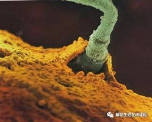 本图册为生殖图片