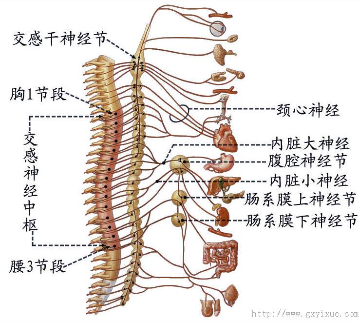 (一)内脏运动神经掌握内脏运动神经与躯体运动神经的主要区别,节前