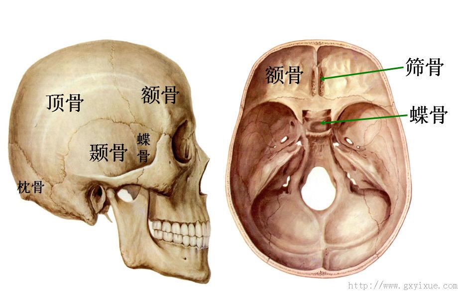 颞骨:位于颅的两侧,参与构成颅底的部分,称为颞骨岩部,其内有前庭