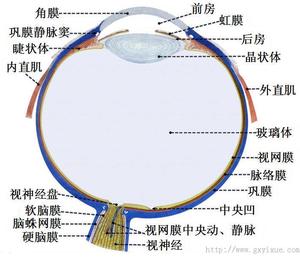 本图册为感觉器官图片