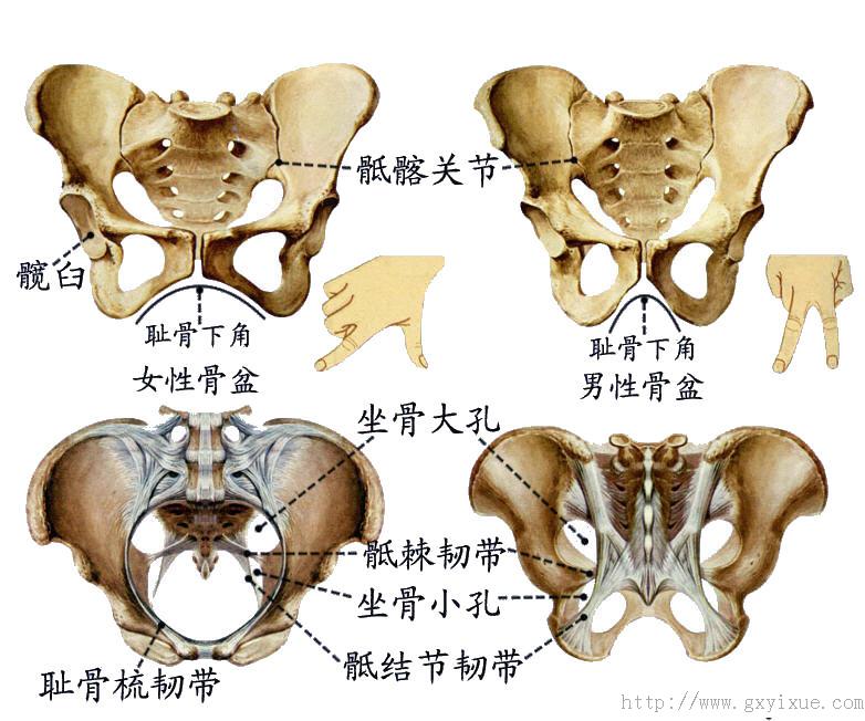 骨盆被骶骨的岬,弓状线,耻骨梳,耻骨结节和耻骨联合上缘所围成的界线