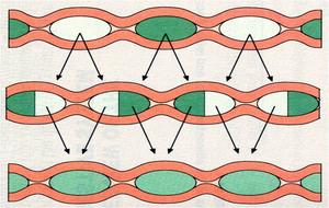 本图册为消化与吸收图片