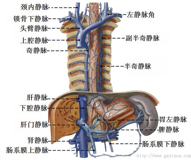 第4,5腰椎右前方合成,沿腹主动脉右侧,脊柱右前方上行,经肝的腔静脉沟