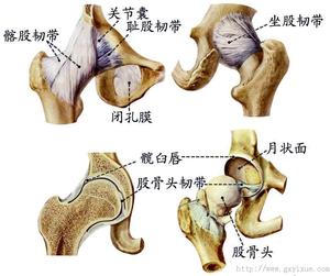 本图册为骨连结图片