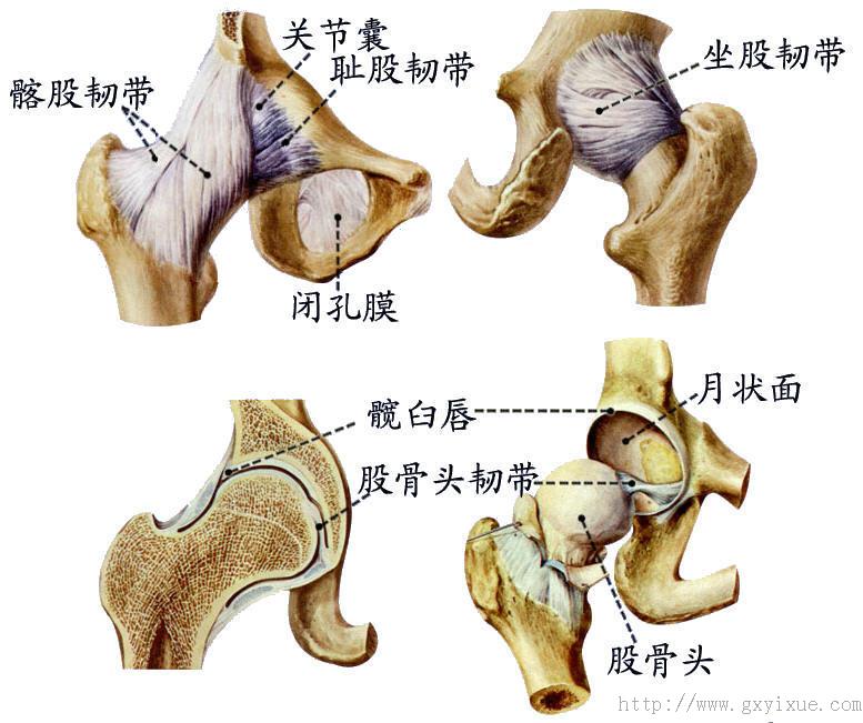 另外,关节囊上,后及前壁均有韧带加强,惟有下壁较薄弱,故股骨头脱位常