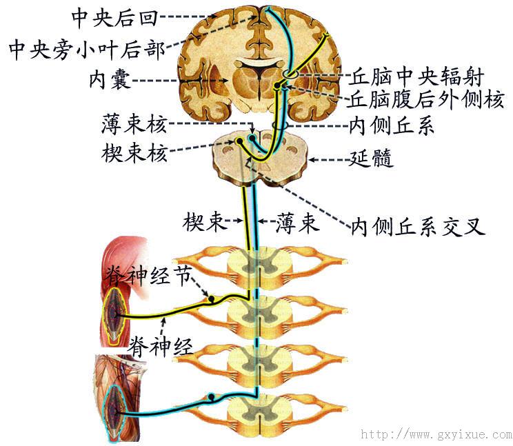 感觉传导通路