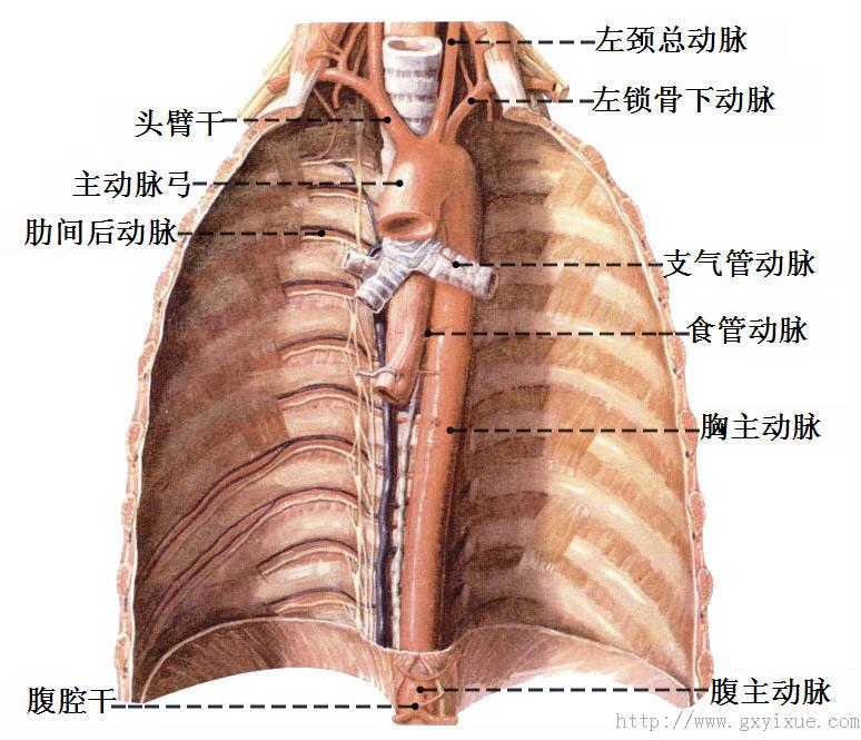 胸主动脉:沿脊柱左前方下行,达第12胸椎高度穿膈的主动脉裂孔,移行为