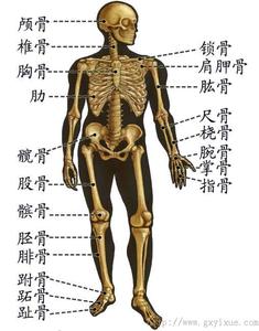 本图册为运动系统骨图片