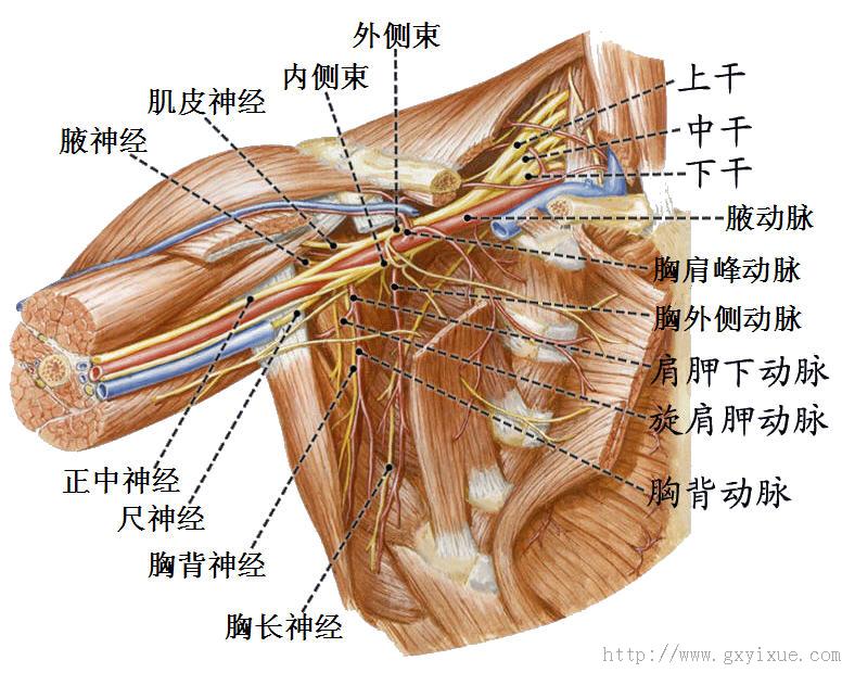 腋动脉.jpg