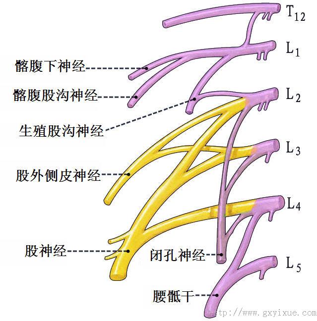 掌握脊神经的构成,区分,纤维成份,分支及分布概况.2.